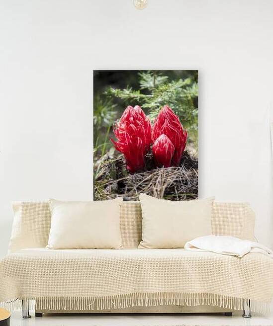Snow Plant Cluster – Bear Valley Road – Sierra County California by Mike Lee