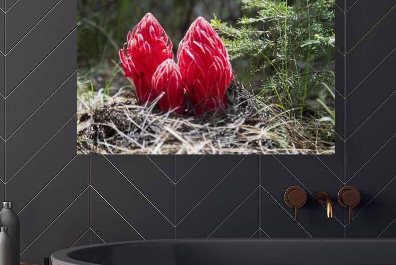 Snow Plant Near Bear Valley - Sierra County California by Mike Lee