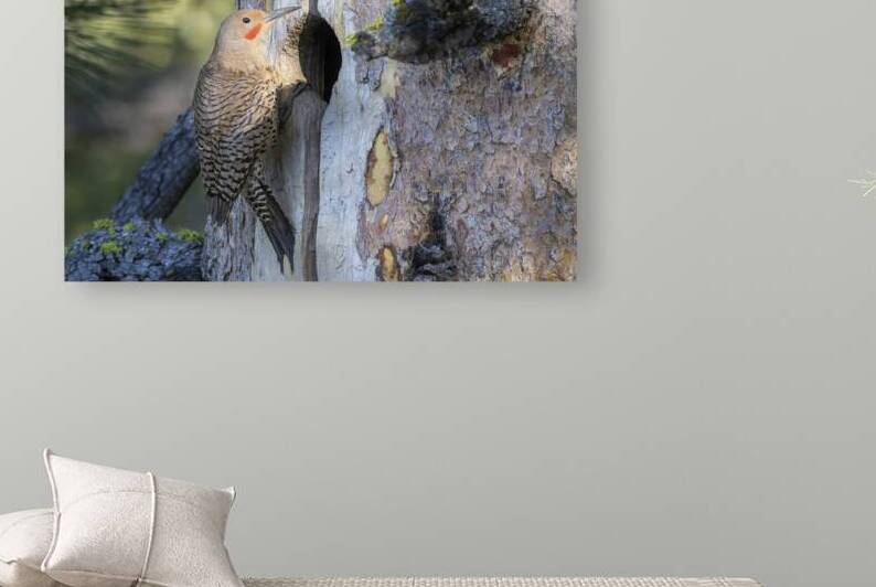 Northern Flicker at the Nest - Kyburz Flat - Sierra County California by Mike Lee