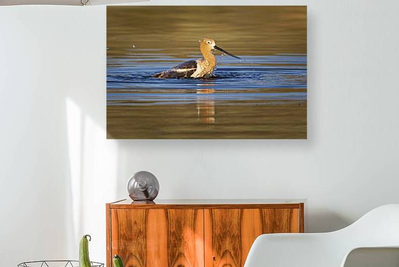 Splish Splash I Was Taking a Bath - American Avocet - Lassen County California by Mike Lee
