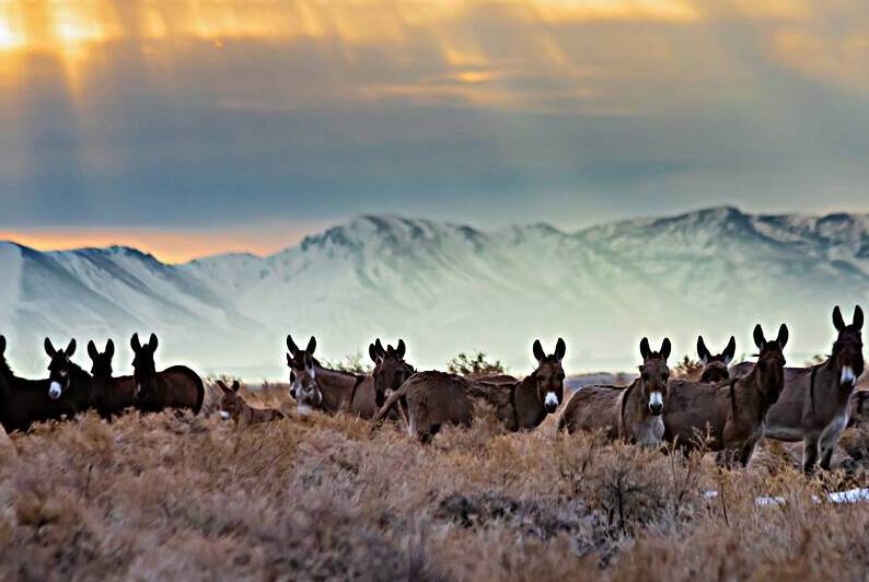 Burros and Rays - Lassen County California by Mike Lee