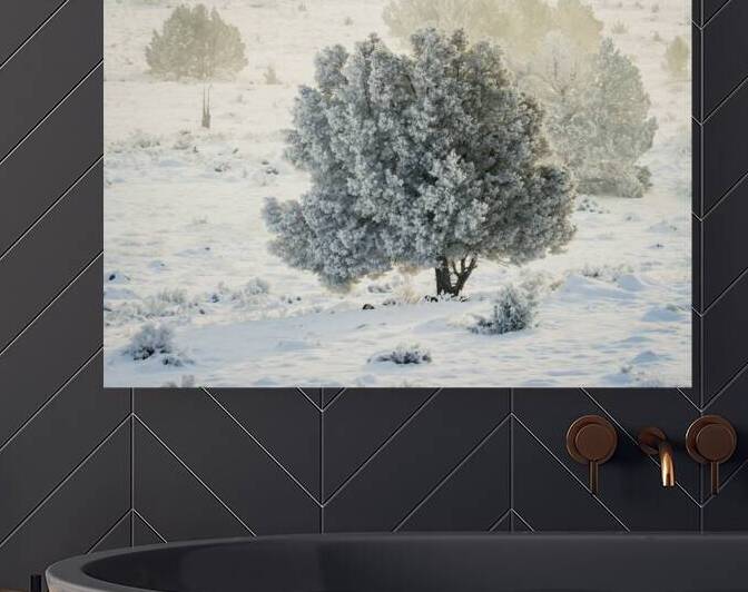 Pogonip in Juniper by Mike Lee