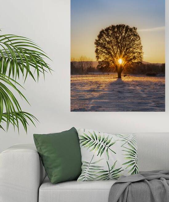 Majestic Morning Oak - Beautiful winter tree in Janesville - Lassen County California by Mike Lee