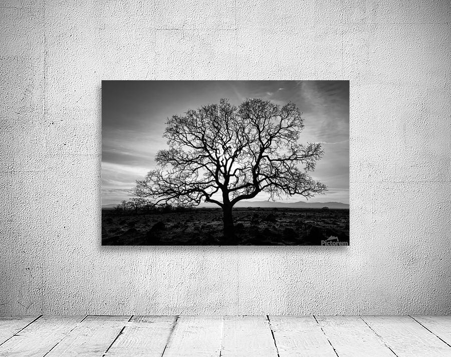 Timeless Strength Monochrome - Lone oak in the Sacramento Riverbend Area - Tehama County California Wall Preview