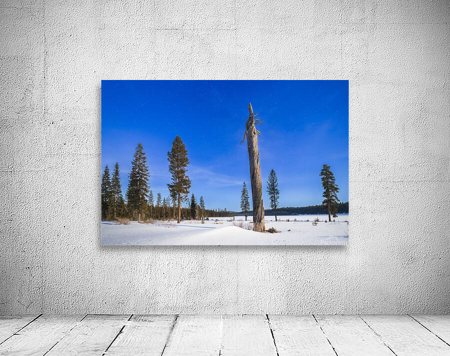 Moonlit Sentinel - Long Lake - Lassen County California nightscape Wall Preview
