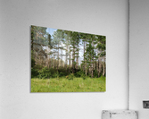 Standing Tall Acrylic Print
