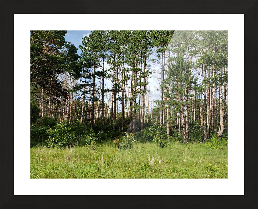 Standing Tall Picture Frame print