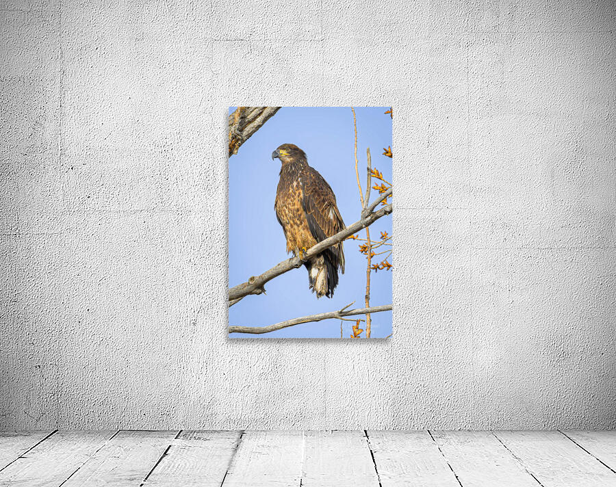 Juvenile Bald Eagle I  Wall Preview