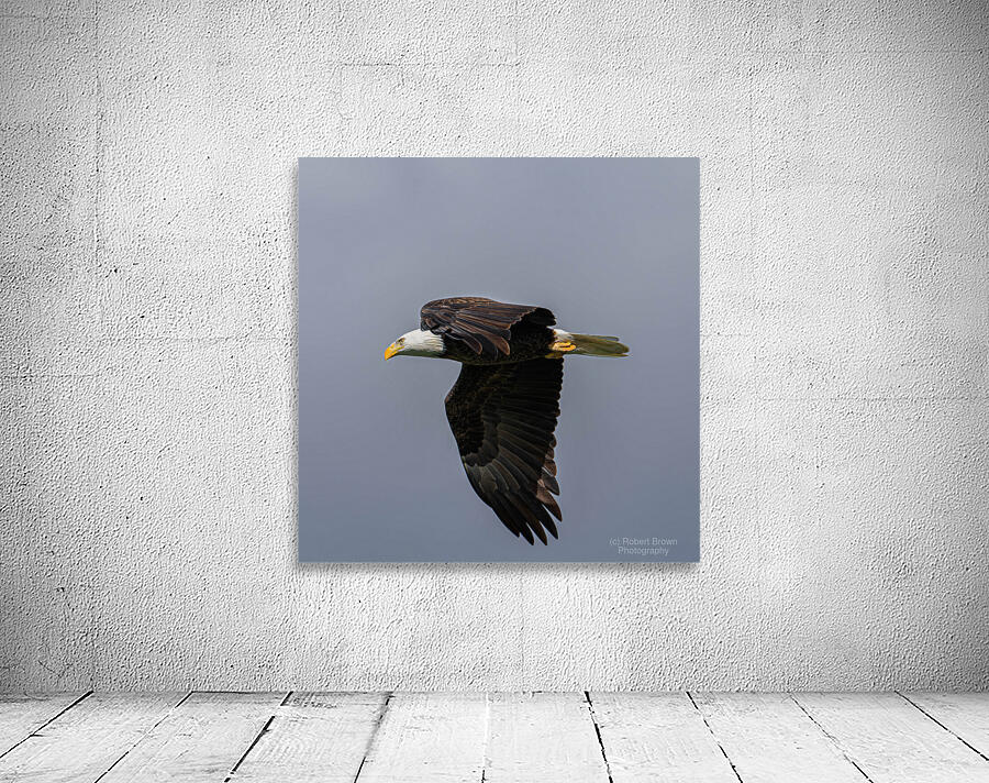  Bald Eagle In Flight III Wall Preview