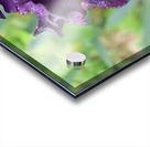 Purple Iris Acrylic print