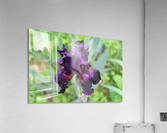 Purple Iris Acrylic Print