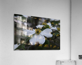 Dogwood Acrylic Print
