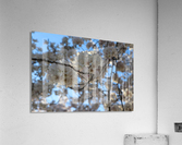 Cherry Blossoms Acrylic Print