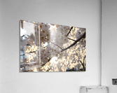 Sunburst Cherry Blossoms Acrylic Print