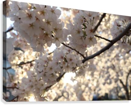 Sunburst Cherry Blossoms Canvas Print