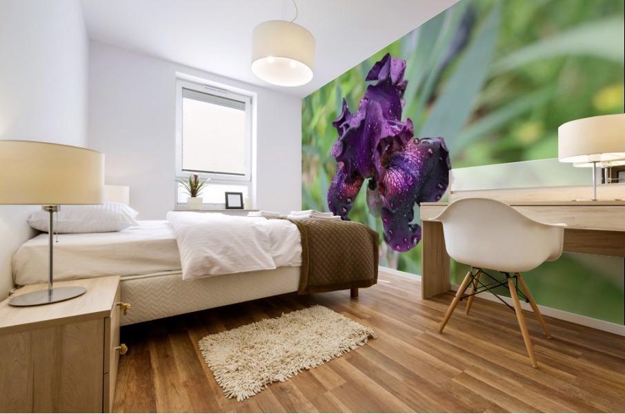Purple Iris Mural print