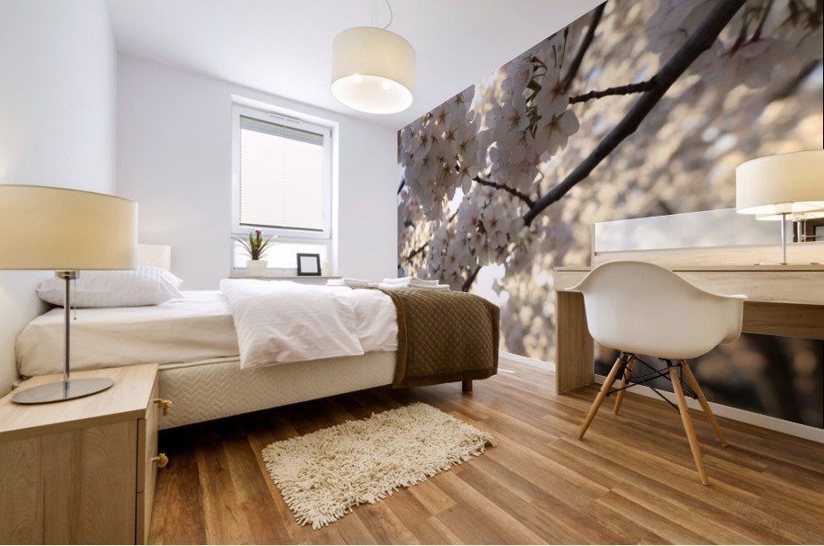 Sunburst Cherry Blossoms Mural print