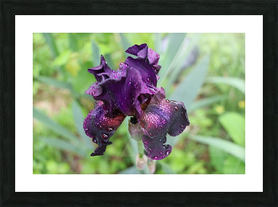 Purple Iris Picture Frame print