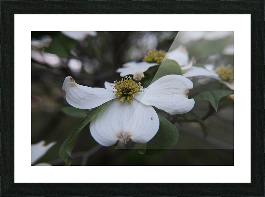 Dogwood Picture Frame print