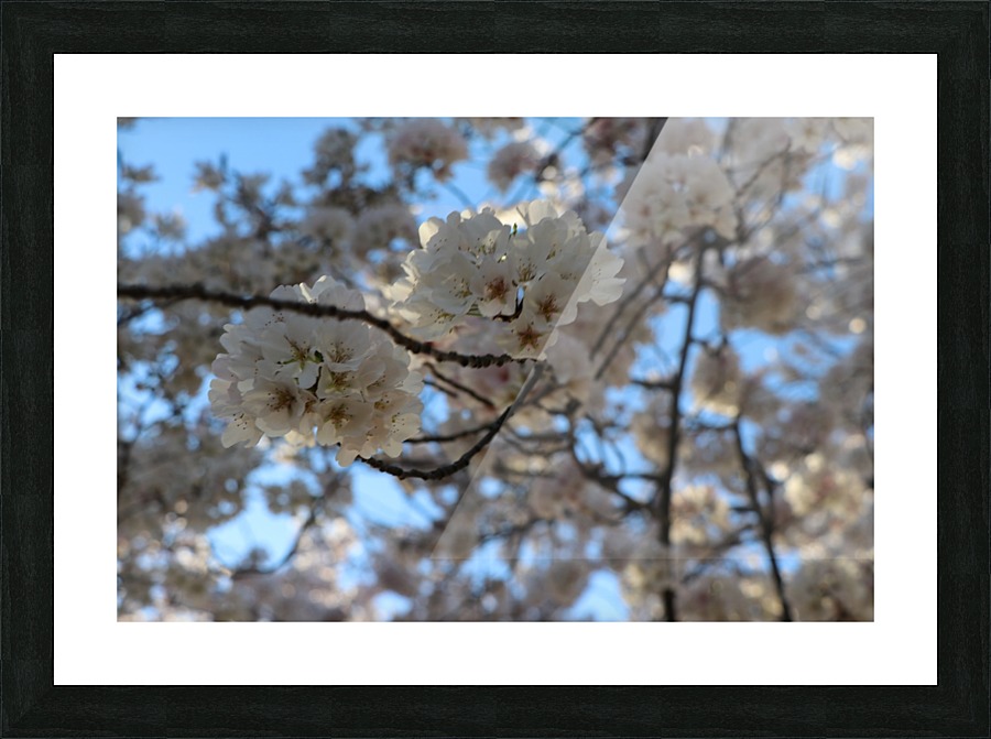 Cherry Blossoms Picture Frame print