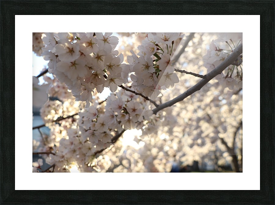 Sunburst Cherry Blossoms Picture Frame print