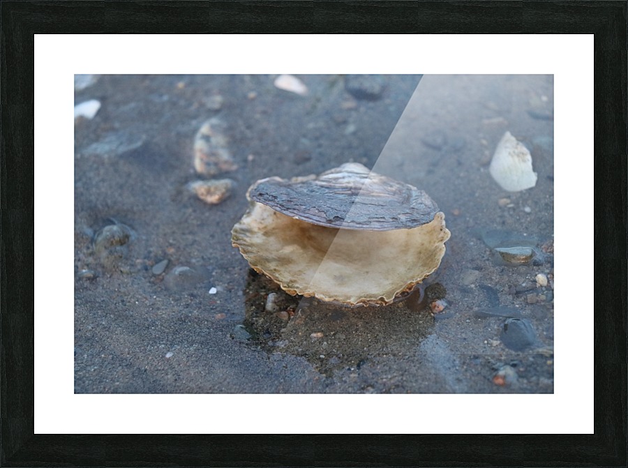 Boston Clam Picture Frame print