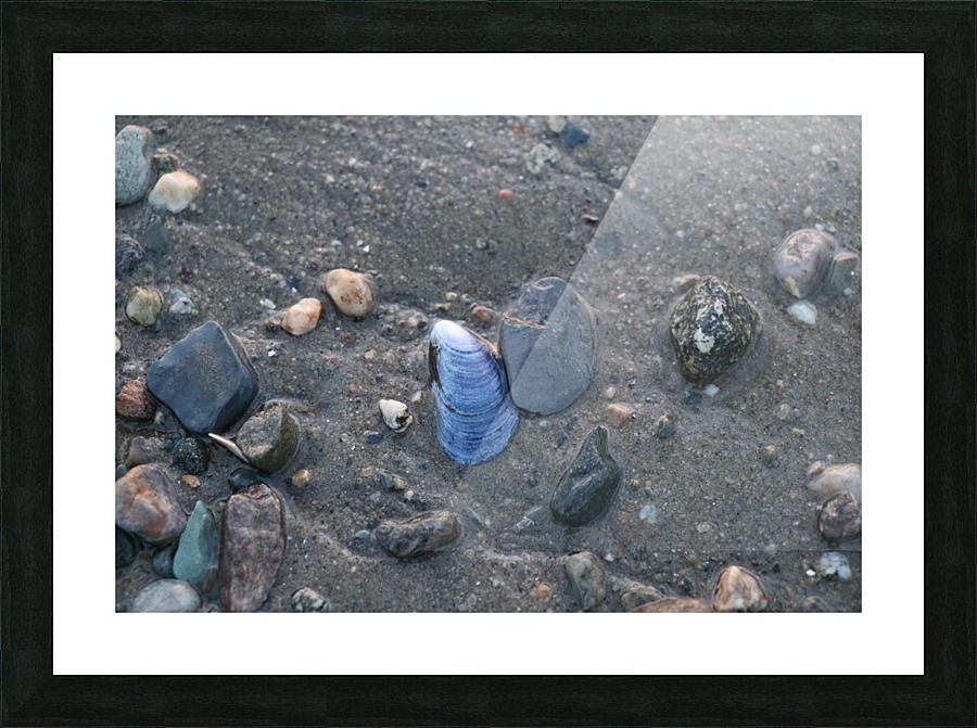 Boston Shells Picture Frame print