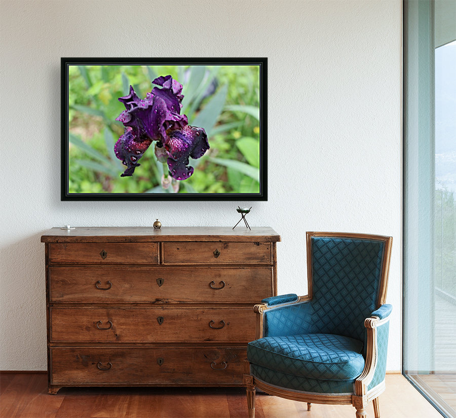 Purple Iris Reproduction