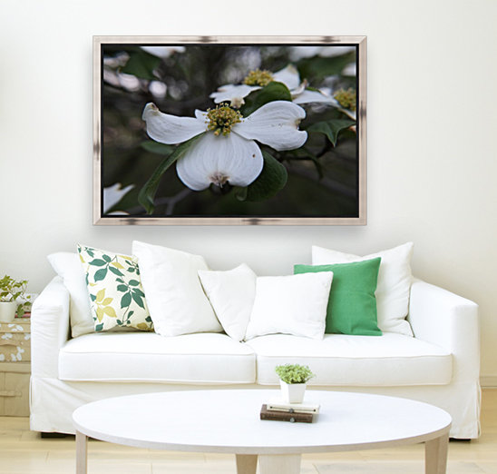 Dogwood Reproduction