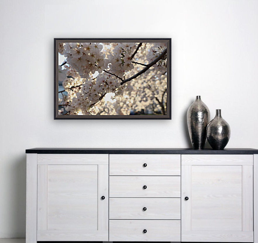 Sunburst Cherry Blossoms Reproduction