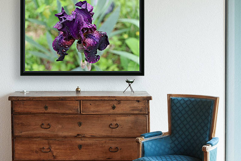 Purple Iris by Deb Striker