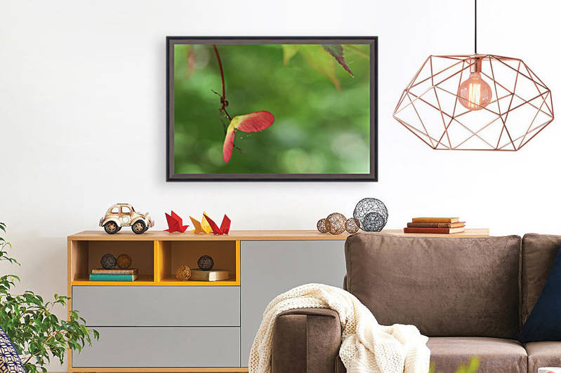 Japanese Maple Seed by Deb Striker