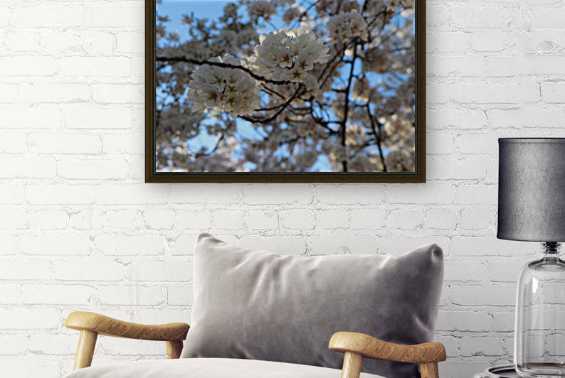 Cherry Blossoms by Deb Striker