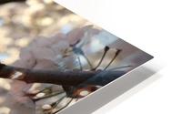 Sunburst Cherry Blossoms HD Metal print