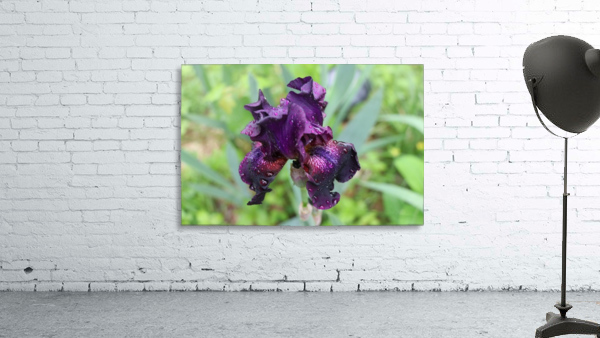 Purple Iris Wall Preview