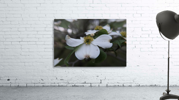 Dogwood Wall Preview