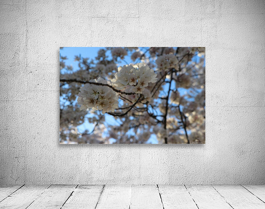 Cherry Blossoms Wall Preview