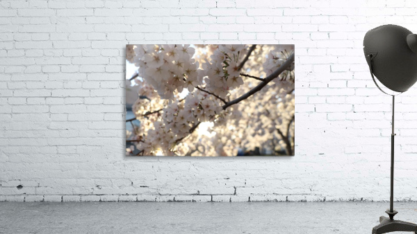 Sunburst Cherry Blossoms Wall Preview