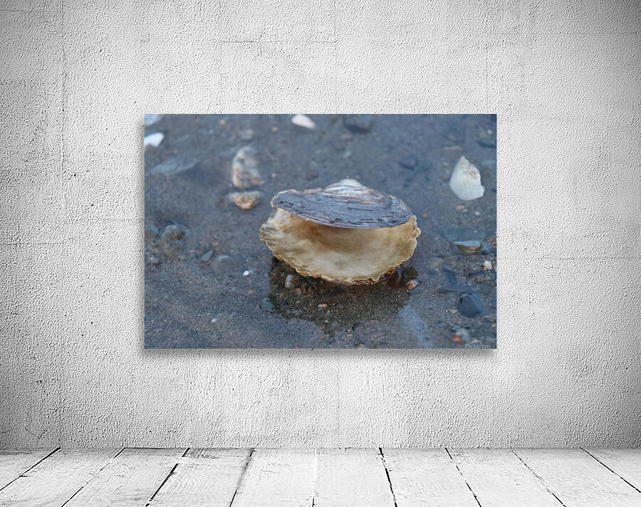 Boston Clam Wall Preview