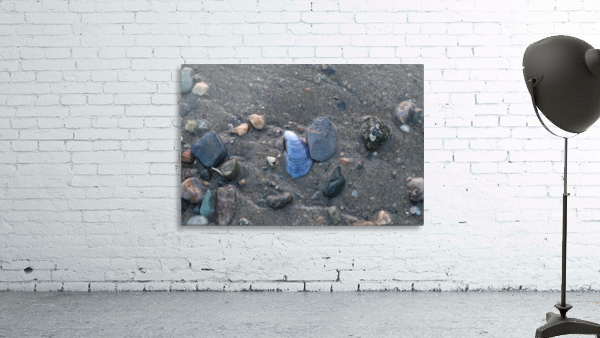Boston Shells Wall Preview