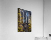 Yellowstone Falls Acrylic Print