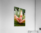 ʻIeʻie Acrylic Print