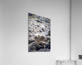 Nanny and Kid Mountain Goats Acrylic Print