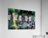 Canadian Lynx Acrylic Print