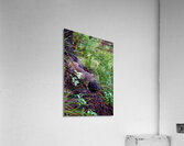 Chipmunk Acrylic Print
