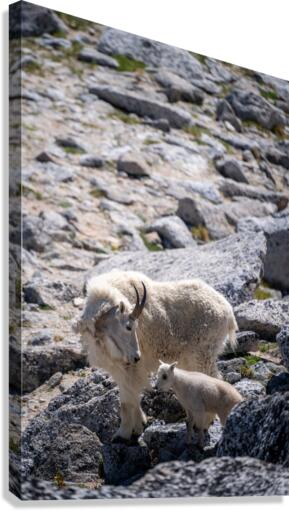 Nanny and Kid Mountain Goats Canvas Print