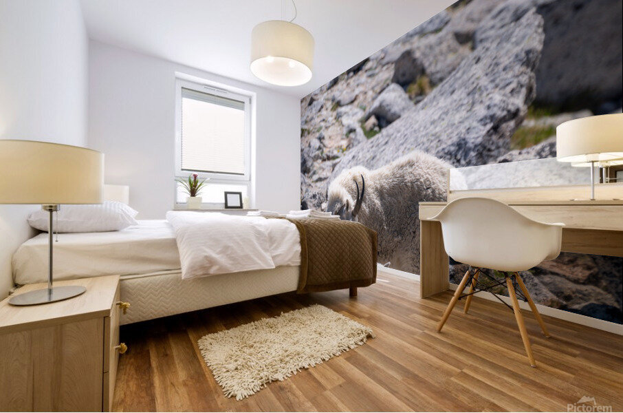 Nanny and Kid Mountain Goats Mural print