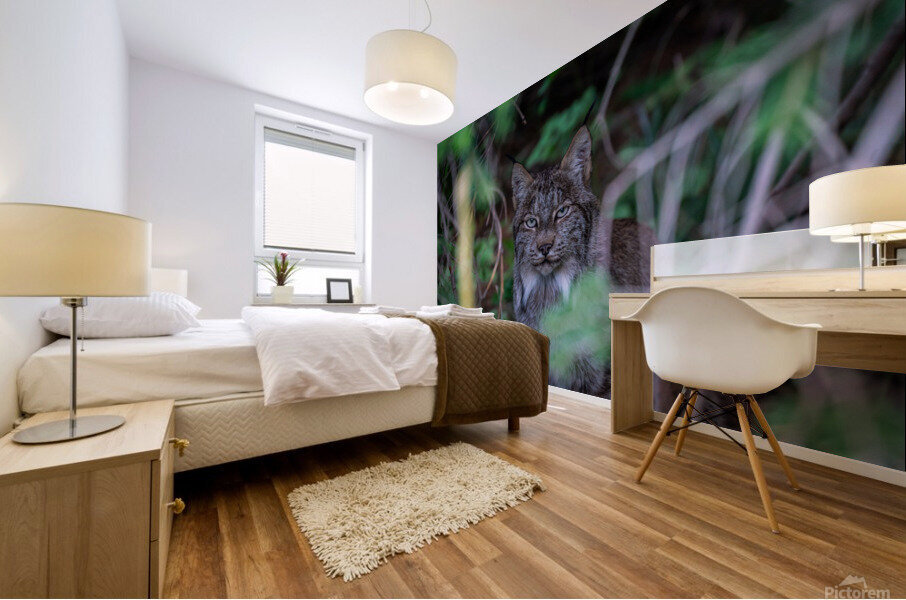 Canadian Lynx Mural print