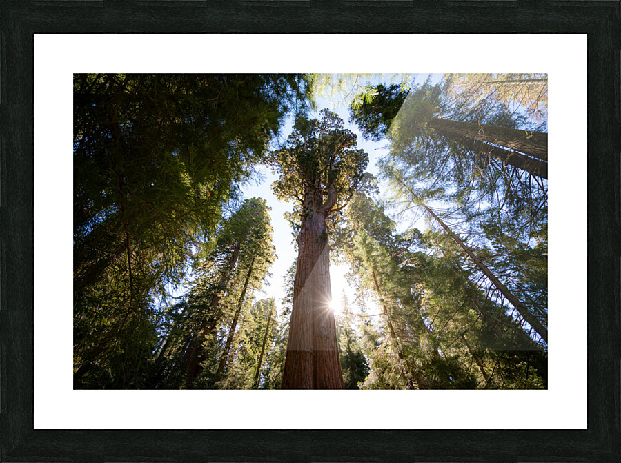 Sequoias Picture Frame print