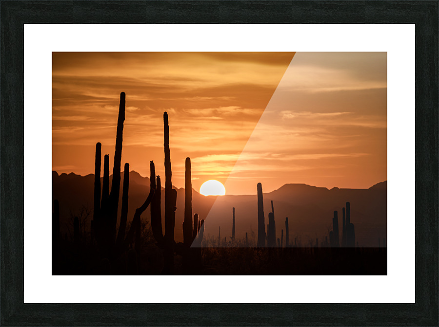 Saguaro Picture Frame print
